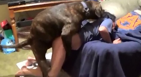 Sex dog упитанная собака энергично дерет в писечку зоофилку видеоролик зоо приватное