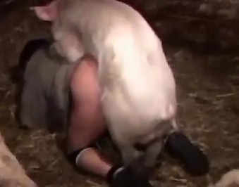 Zoo porn взвинченный немытый хряк трахает зоофилку в загородке