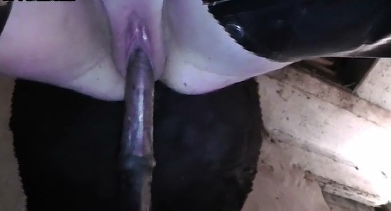 Zoo animal вкусила струйный оргазм на огромном кобыльем члене зоо squirting
