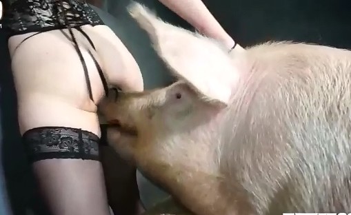 Секс Мужик Трахает Свинью