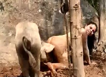 Яростный свин потрахал развратную извращенку на полянке porno zoo видео глядеть и скачивать