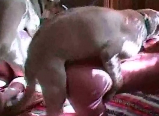 Dog sex мокрая развратница возбудила псину оральным сексом и посношалась, домашнее porn zoo