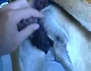Парень любитель траха с животными гладит собаке под хвостом и дрючит