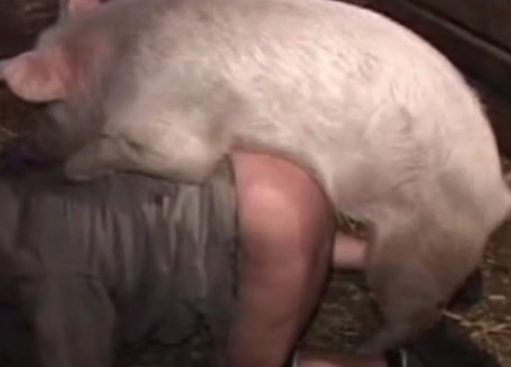 Неугомонная свинья ебет женщину в подставленную письку — порно со свиньями видео