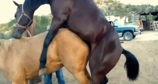 Настоящий секс в природе между конями — онлайн порно видео